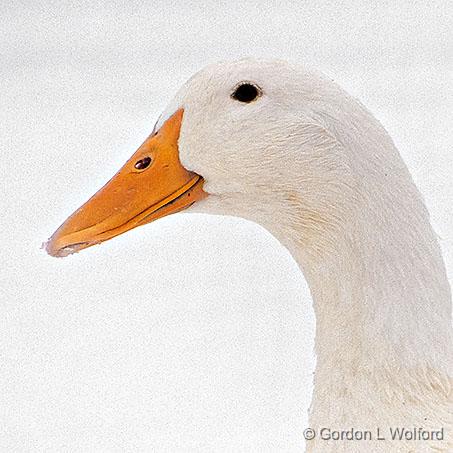 White On White_DSCF5651.jpg - White duck on white snow photographed near Perth, Ontario, Canada.